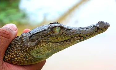 Au fost salvati cei mai rari crocodili