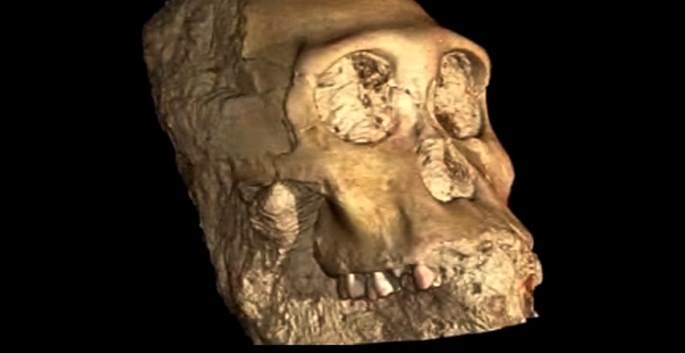 Cum arata craniul unui… hominid?