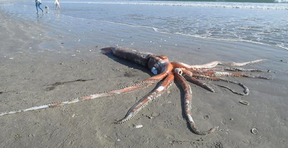 Un superb calamar eșuat pe o plajă i-a uimit pe trecători. „Arăta ca un animal preistoric”