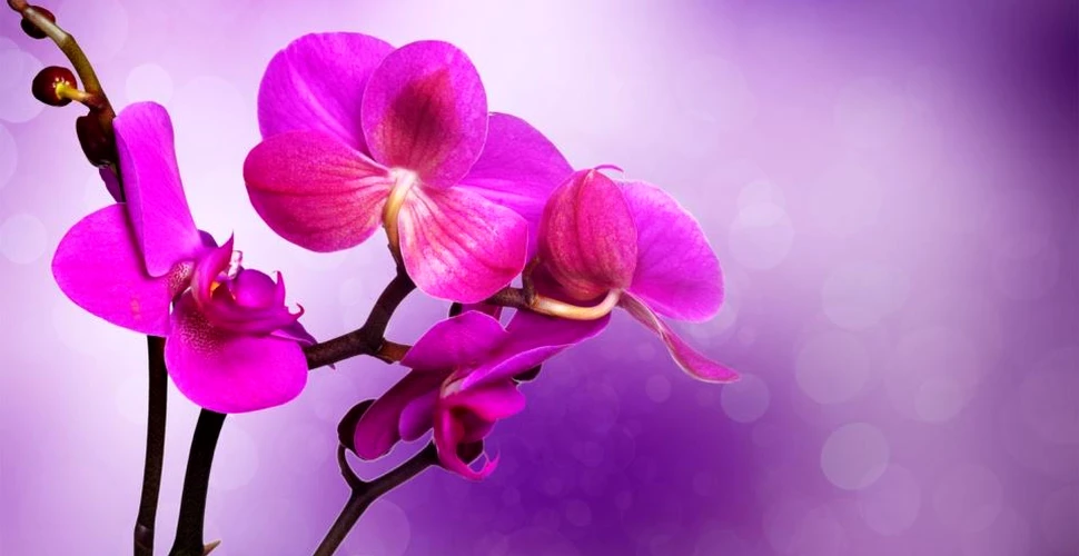 De cât timp există de fapt orhideea? O nouă descoperire afirmă că sunt mult mai vechi decât se credea