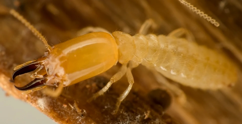 Spaima lumii insectelor: au fost descoperite termitele „kamikaze” (VIDEO)