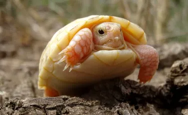 Caz extrem de rar: broască ţestoasă atinsă de albinism