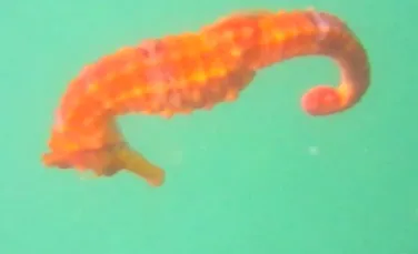 O specie rară de căluţ de mare a fost filmată pentru prima dată (VIDEO)