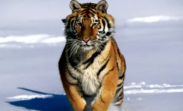 Cati tigri siberieni mai traiesc in lume?