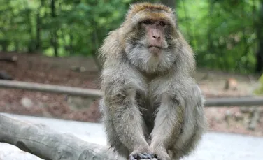 Chinezii şi americanii au creat maimuţe modificate genetic. Creierul acestor primate este asemănător cu al oamenilor