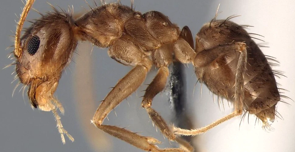 Atacul furnicilor nebune: cercetătorii au reuşit să identifice o specie de dăunător care invadează SUA