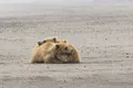 Vești dureroase! Ninge mai puțin și plouă mai mult în Arctica, din cauza încălzirii globale