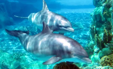 Până unde poate merge inteligenţa cetaceelor? Delfinii îşi strigă prietenii pe nume!