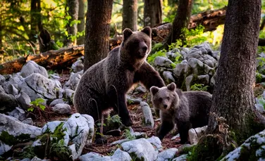 Natura ne ajută din nou! Savanţii au folosit salivă de urs pentru a testa antibioticele