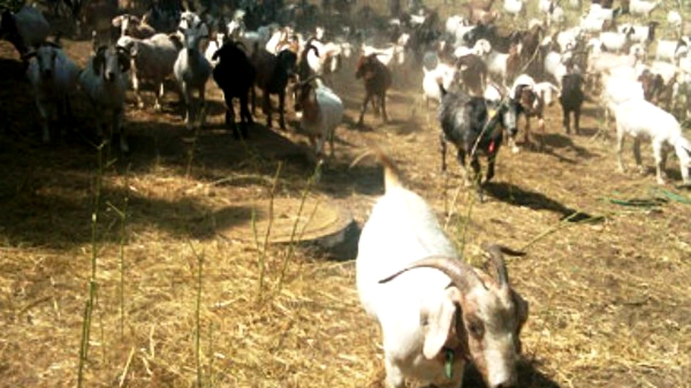 Angajam capre pentru lucrari de intretinere a spatiilor verzi