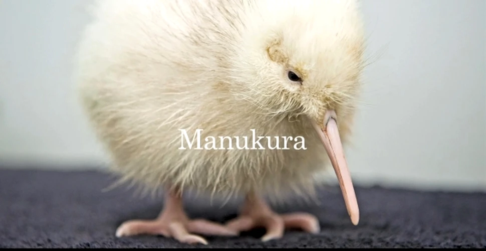 Premieră: un pui alb de kiwi a eclozat în captivitate! (VIDEO)