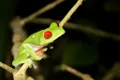 O nouă specie de broască a fost descoperită în Costa Rica. De ce este specială?