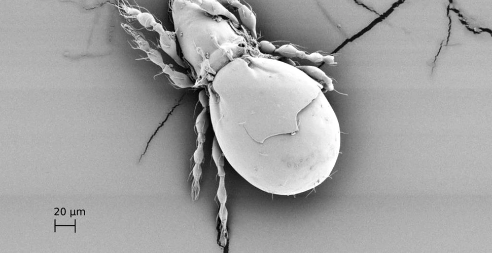 Cum a supraviețuit o specie antică de gândaci fără să facă sex. Cercetătorii au deslușit misterul