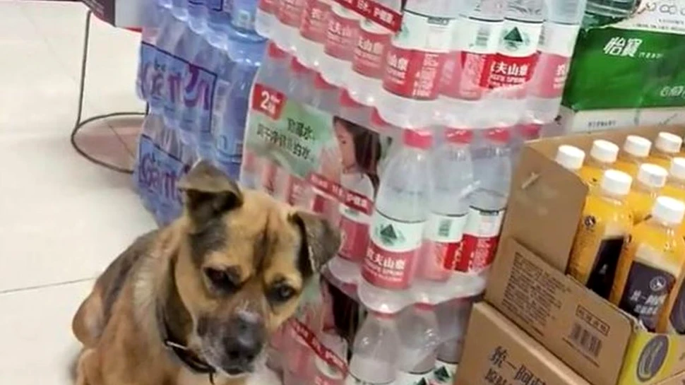 Gestul uimitor al unui câine din Wuhan. A așteptat pe holul spitalului trei luni pentru a-și revedea stăpânul