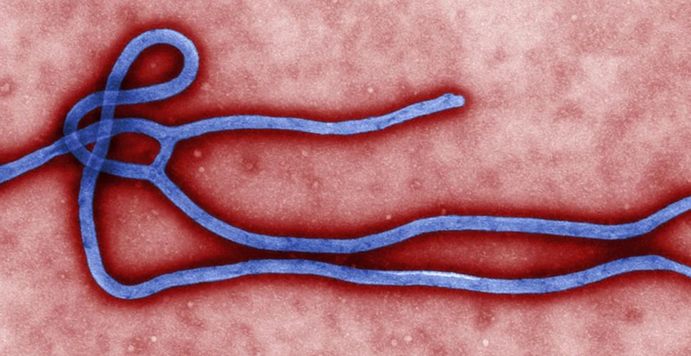 Fotografia zilei – Ebola