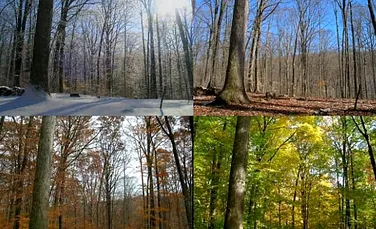 Frumuseţea naturii: 15 luni din viaţa unei păduri, concentrate într-un clip de 3 minute (VIDEO)