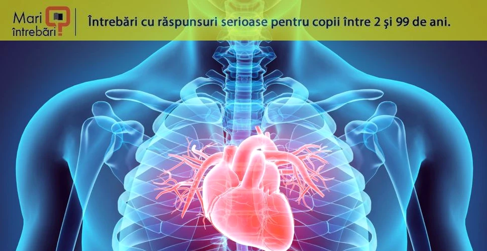 De ce cancerul cardiac apare extrem de rar?