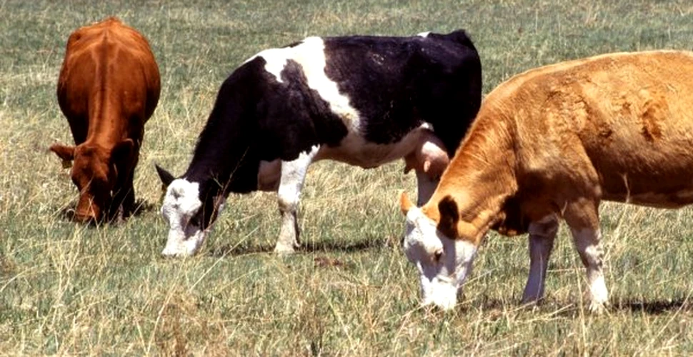 Vacile botezate dau mai mult lapte