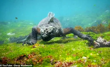O ”Godzilla” umanoidă, de dimensiunea unui adult, a fost filmată în largul coastelor Insulelor Galapagos – VIDEO