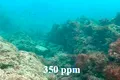 Acidificarea oceanelor distruge viața socială a peștilor de recif