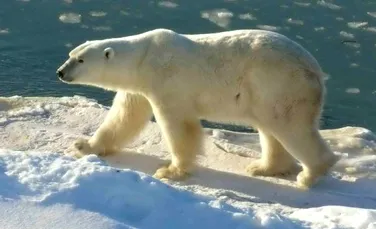 Vor supravietui ursii polari?