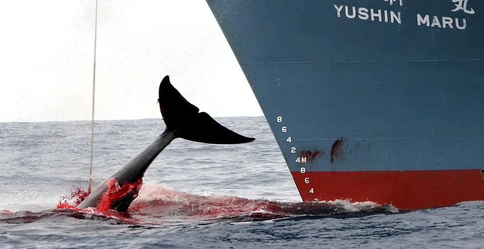 Japonia nu renunţă la vânătoarea de balene