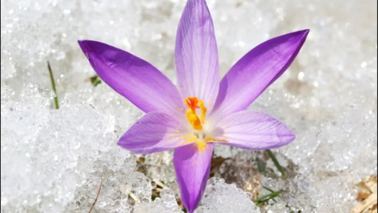 1-crocus-540x380 