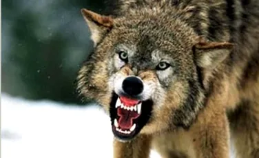 O femeie a fost ucisa de lupi in Alaska