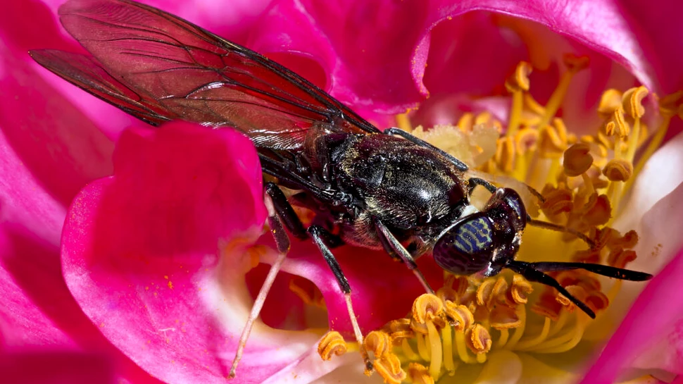 O insectă mică, dar cu un apetit mare, transformă deșeurile în îngrășământ