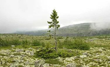 A fost descoperit cel mai BĂTRÂN copac din lume. Ce vârstă are acesta – FOTO