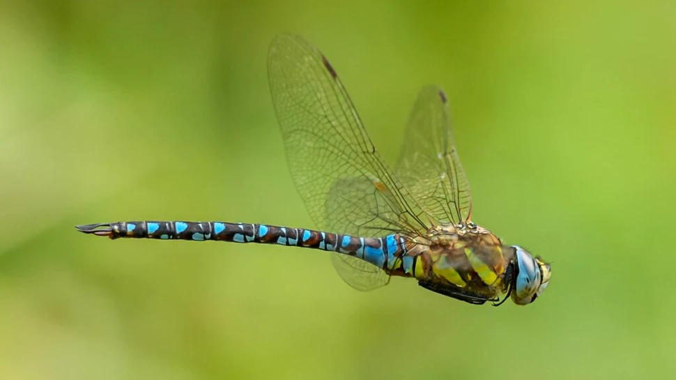 Cea mai mare insectă ce a trăit vreodată semăna cu o libelulă uriașă