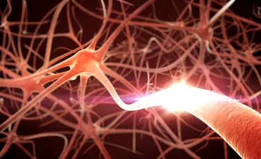 Reuşită de excepţie a savanţilor: au transformat celulele pielii direct în neuroni