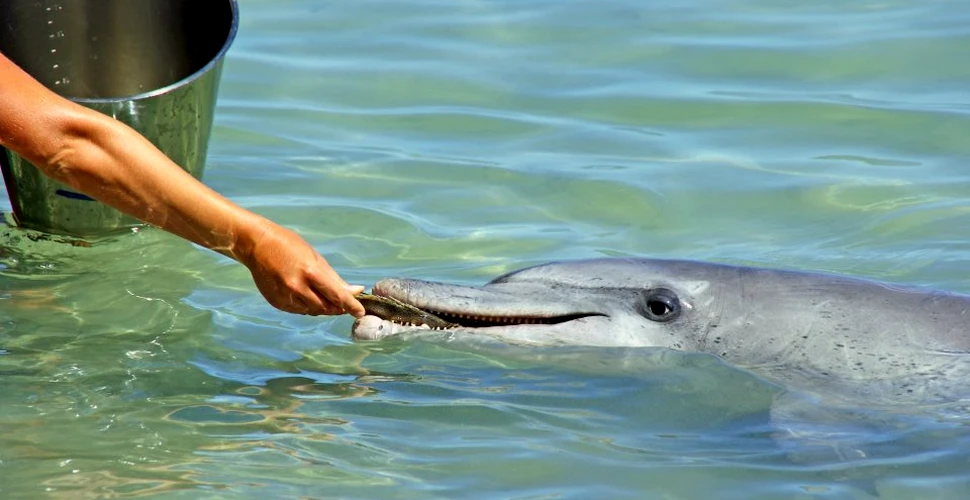 Doar în anul acesta, peste 35 de delfini au eşuat pe litoralul românesc