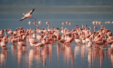 Păsările flamingo au invadat Mumbaiul pe fondul pandemiei de coronavirus