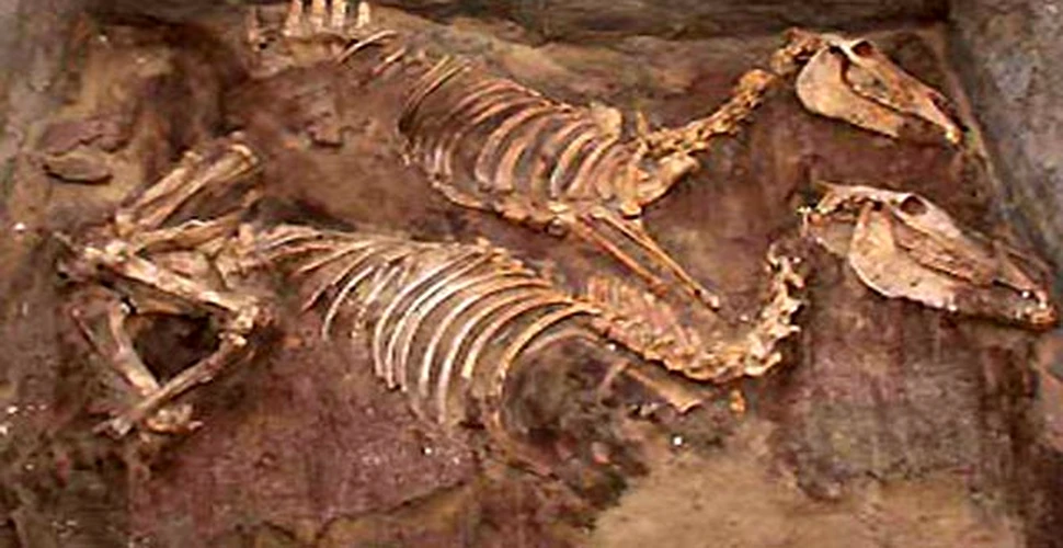 Fosilele primilor magari domestici au fost gasite in morminte egiptene