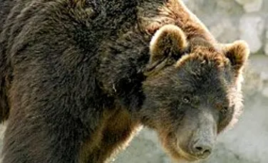 Un urs siberian a ranit grav patru oameni