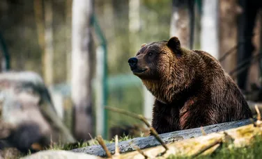 Un vânâtor din Ungaria a fost atacat de urs în Harghita