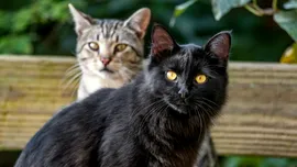 Pisicile au prieteni? Experții dezvăluie adevărul despre relația dintre feline