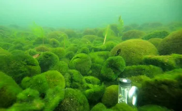 Uriașii bulgări de alge Marimo, în pericol din cauza încălzirii globale