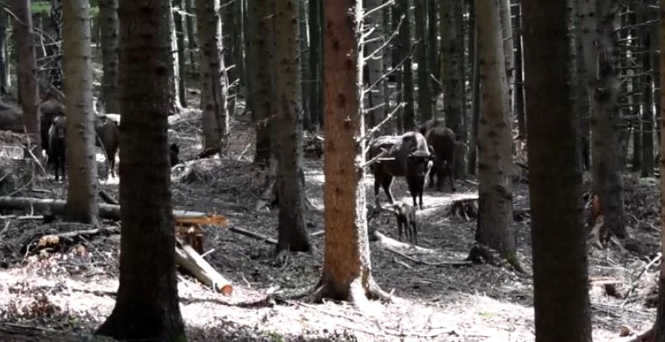 Imagini rare cu primul pui de zimbru din România, fătat în libertate, în această primăvară. VIDEO