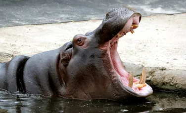 Hipopotami de la o grădină zoologică din Belgia s-au infectat cu COVID-19
