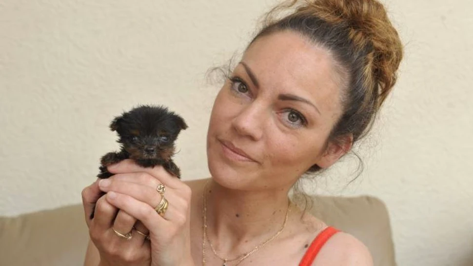 Tim, cel mai mic câine din Marea Britanie, cântăreşte doar un sfert de kilogram