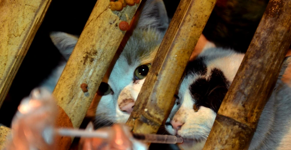 Aproape 1.000 de pisici din China au fost salvate de cuţitele bucătarilor