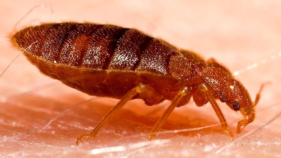 Afecţiunea care îi face pe oameni să creadă că pielea lor a fost infestată de insecte. Este mult mai comună decât cred medicii