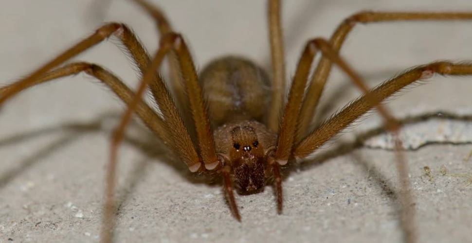 O specie de păianjen veninos care de obicei evită oamenii a apărut în campusul unei universități din SUA