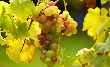 Soiuri de struguri pentru vin, celebre astăzi, înrudite cu unele din perioada romană şi medievală