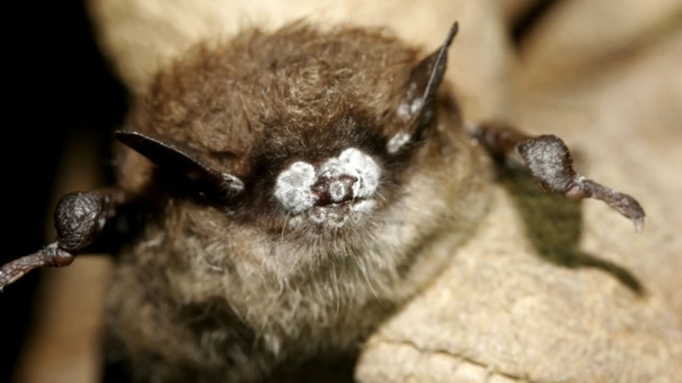 Moartea a sute de mii de lilieci poate distruge economia SUA!