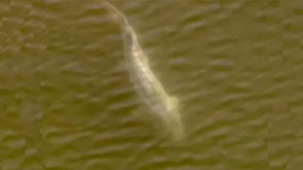 “Dinozaur viu” fotografiat in Statele Unite ale Americii