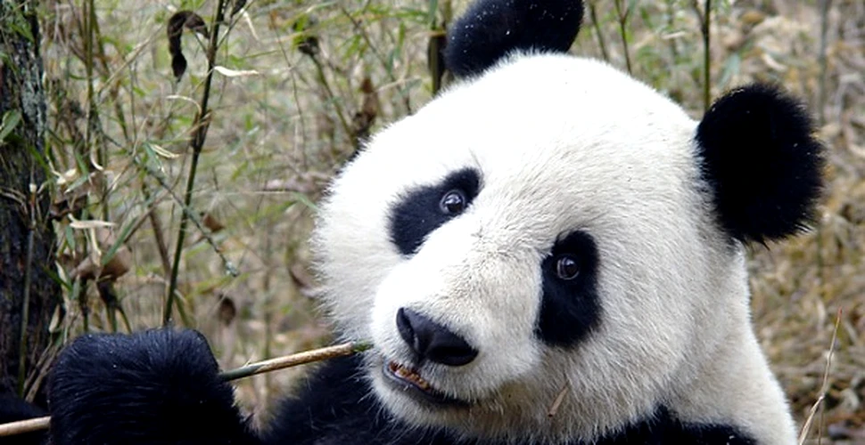 Ursii panda au ajuns sa manance oase