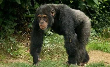Cimpanzeii se tratează cu plante medicinale